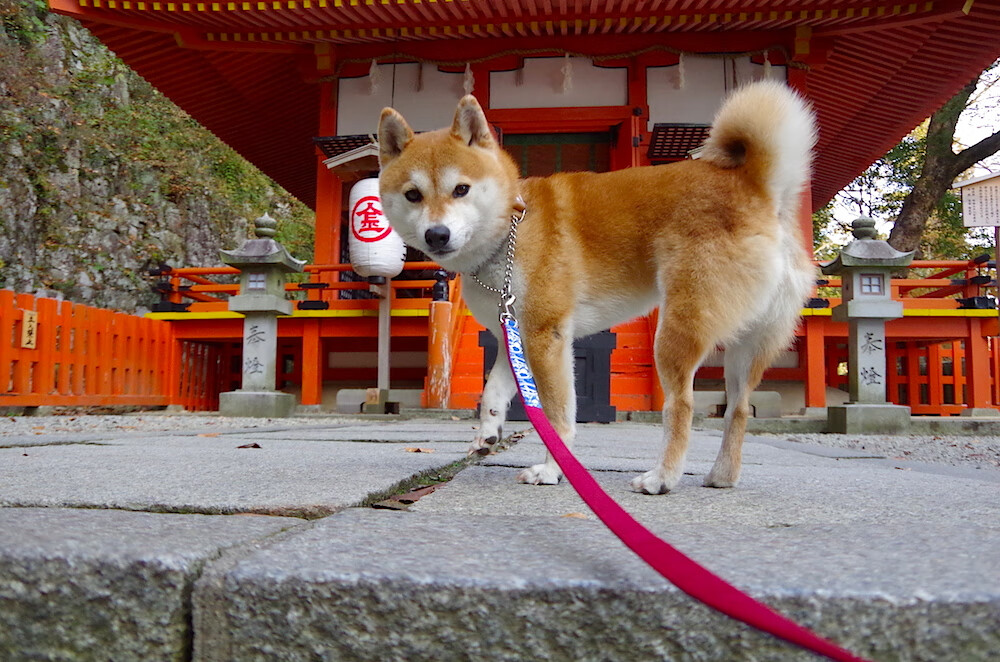 乐鱼体育-中国男篮场上交流频率明显提升，中国男篮场上交流频率明显提升了吗
