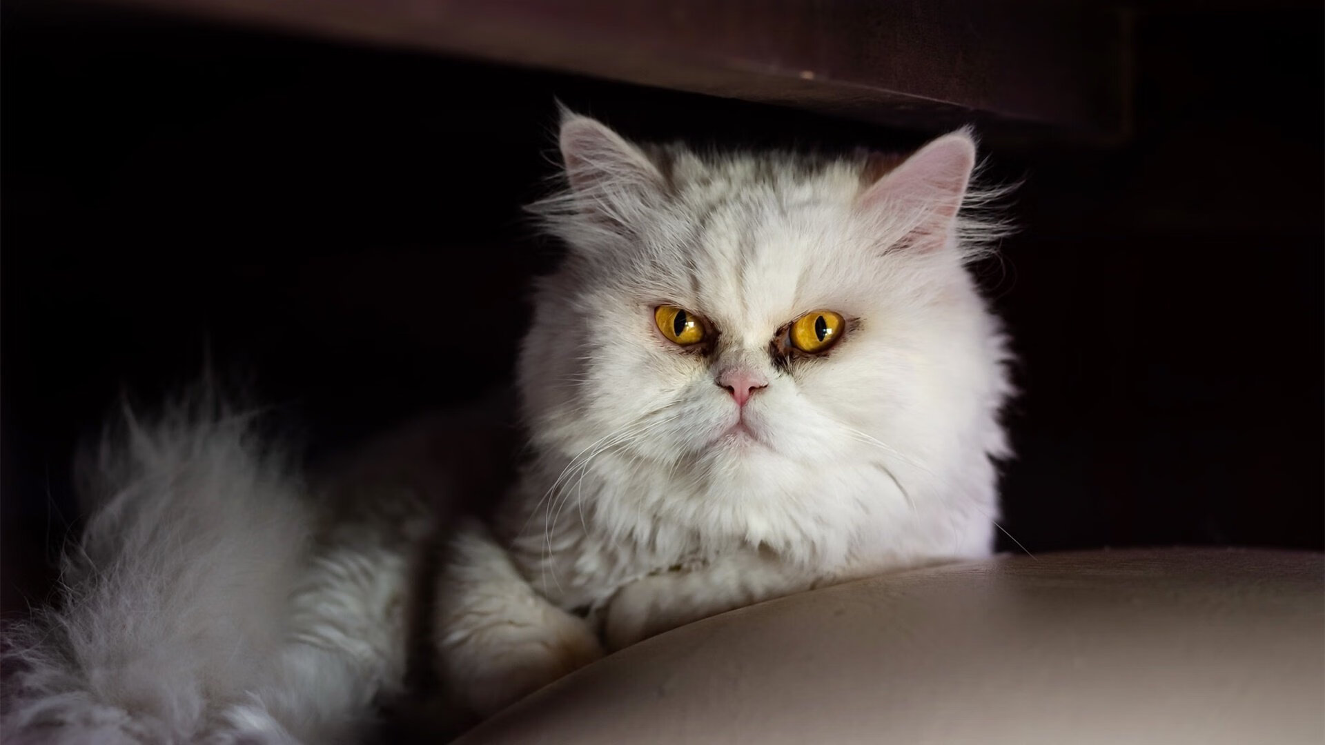 中国男篮战术执行精准,中国男篮最新的道具