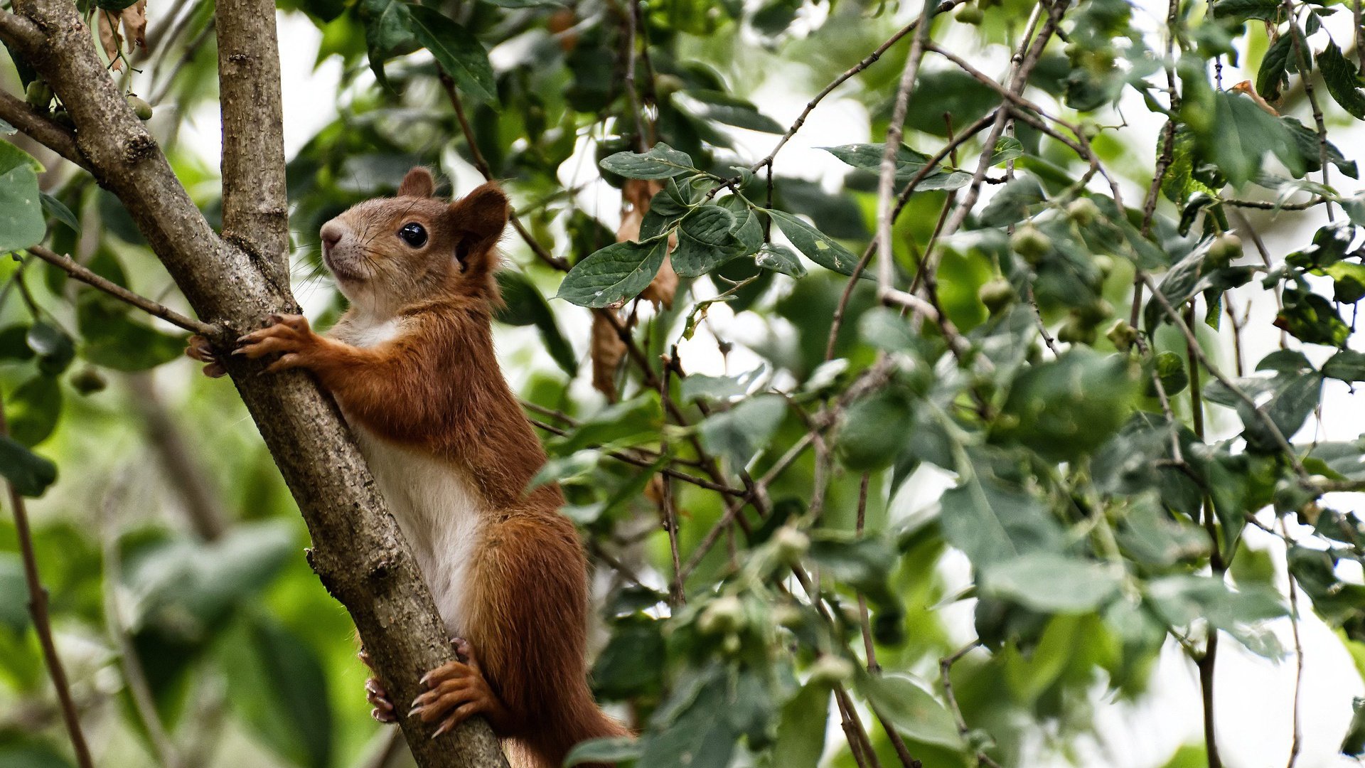 乐鱼体育app官方入口-加拿大队赛制解析：如何通过精准战术提升团队协作，加拿大参赛选手