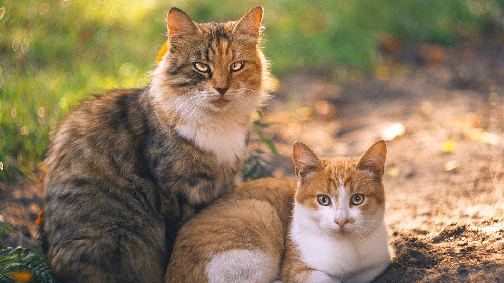 乐鱼体育下载-快节奏打法中传球速度是否大于准确率，传球比快游戏规则