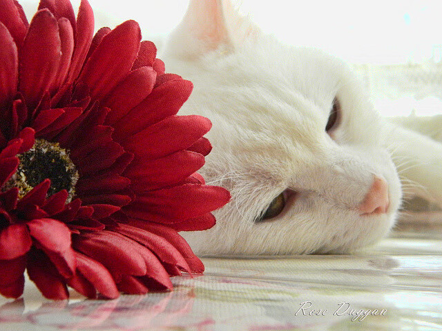 杨瀚森低位背打技术日趋成熟展现内线统治力,杨瀚森篮球