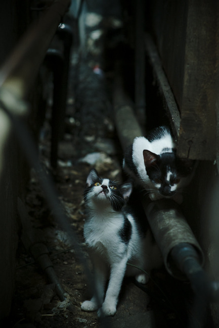 中超联赛推进观赛无障碍服务提升球迷多样化体验，中超赛场有观众吗