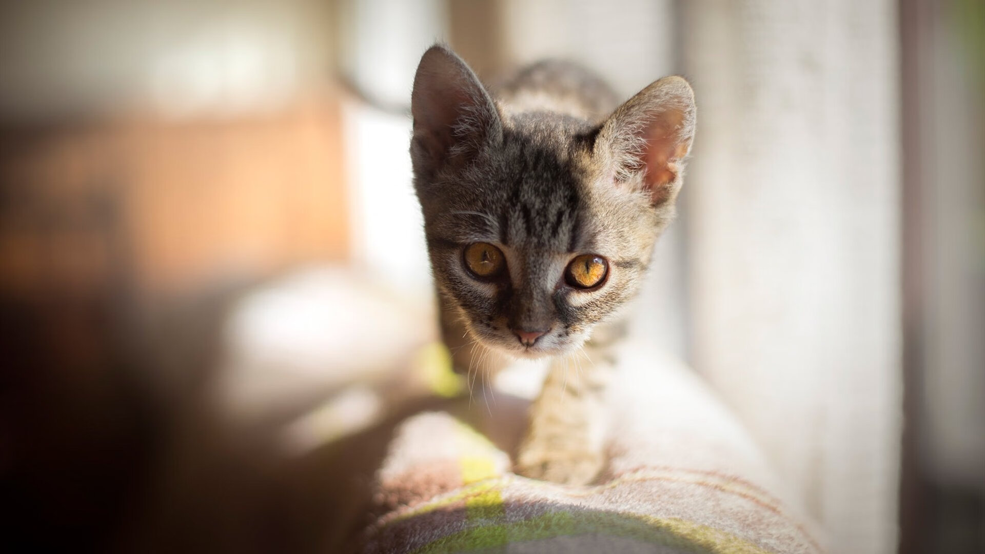 乐鱼体育在线网站-南非羚羊队的强悍防守：压迫对方失误，让反击成为制胜法宝，羚羊非洲